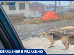 Волжанка с детьми не может выйти из дома без палки из-за дикой собаки под воротами