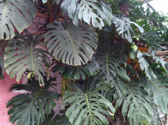 Плоды тропической пальмы созрели - волжане могут попробовать диковинку