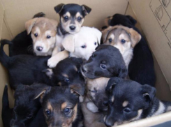 На Центральном рынке Волжского оборудовали места для продажи домашних животных