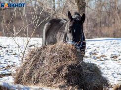 Близ Волжского диким животным помогают пережить зиму