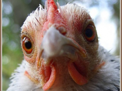 Под Волгоградом двое мужчин похитили у соседа пять кур