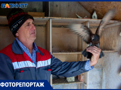 Удивительная жизнь голубятни в Волжском попала в объектив фотографа