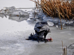 Голову и руки отгрызли собаки: подробности жуткой смерти в Волгограде