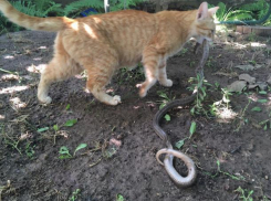 Кошка-крысолов рядом с домом волжан поймала змею