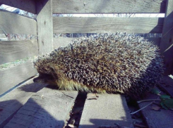 Ситуация с бешенством остаётся напряжённой в Волжском