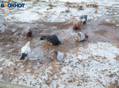Мороз будет щипать волжан за нос: прогноз погоды на вторник