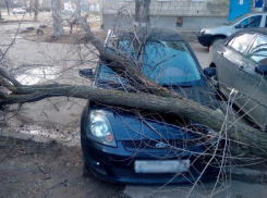 Засохшее дерево упало на припаркованную иномарку в Волжском