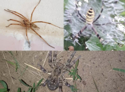 Пауки все чаще заглядывают в гости к волжанам