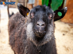 На 450 тысяч рублей украли овец влюбленные близ Волжского