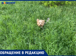 В Волжским собачки теряются в траве у подъездов: видео
