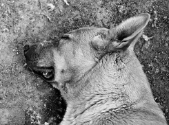 Девушка в гостях скинула собаку с балкона