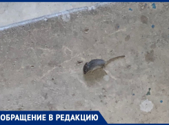Тараканы и мыши бегают по подъезду многоквартирного дома в Волжском