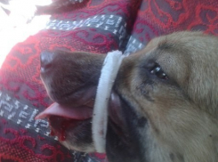 На севере Волгограда женщина жестоко избила свою собаку на глазах детей