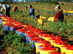 «Ахтубинский помидор» оценят волжане
