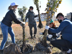 На главной высоте России - высадят сеянцы сосны и катальпы