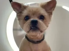 Схватил и унес: в Волжском среди бела дня похитили йорка Масика