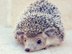 В окрестностях Волжского бегаю колючие зверьки