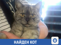 Найден кот: ищем старых или новых хозяев среди волжан