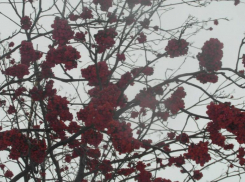 Рябина в Волжском зимой спасает птиц от голода 