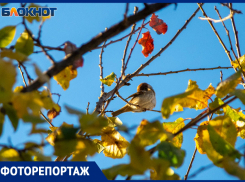 Осень пришла в Волжский: фоторепортаж 