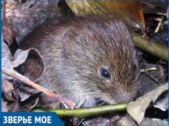 Жирная крыса разгуливала в центре Волжского