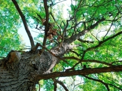 Ограничение на посещение лесов в Волгоградской области вновь продлили