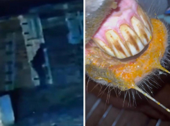 В Волжском полиция расследует дело с отравлением лошадей на конюшне