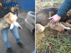 Расстреляли собаку ради забавы: жуткая история произошла под Волжским