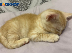 Волжане подцепили опасных паразитов от своих кошек