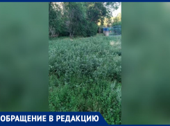 «Трава в пол метра, а управляющей компании плевать»: жители Волжского жалуются на заросший двор