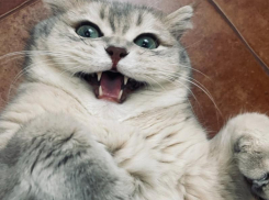 Волжанам рассказали, как правильно обрезать когти кошкам