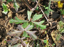 Бедренец ломает в Волжском камни ради места под солнцем