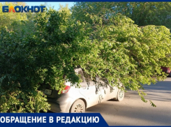 «Дерево убрали по доброте душевной и компенсации не будет»: волжанке отказали возмещать ущерб за разбитый автомобиль