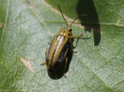 В Волжском снова травят пожирателей листьев