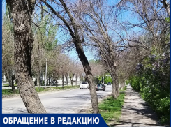«Все ясени - сухие»: в Волжском появилась угроза вымирания деревьев