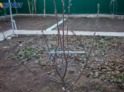 14 важных дел в саду в марте: план весенних работ для волжан