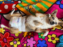 94% опрошенных волжан не видели чихуахуа в наморднике. А вы?