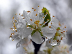 Пятничный день будет хмурым и мокрым для волжан