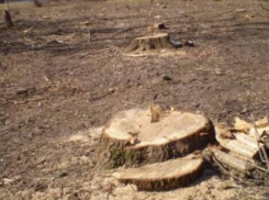 В Волжском вновь вырубают деревья в угоду бизнесу 