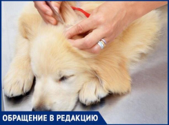 «Клещи атаковали собак»,- волжанка