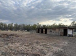 Отравление лошадей в Волжском всколыхнуло общественность