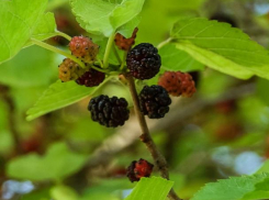 Шелковица - любимое лакомство волжан