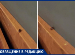 «Тараканы бегают по стенам в Bier Meister*», - волжанин рассказал об испорченном отдыхе