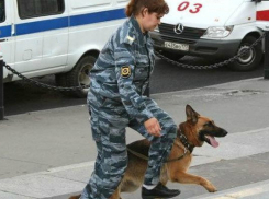 В Волжском воровку ноутбука нашли по запаху