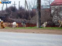 Администрация Волгограда заплатит 40 тысяч за укус ребенка бездомной собакой