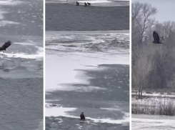 Стая краснокнижных орланов обитает в Волжском: видео