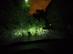 В Волжском на проезжую часть рухнуло дерево: фото