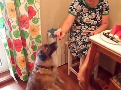 Лакомку Альму, которая ради арбуза виляет хвостом и становится в стойку, записали на видео волжане 