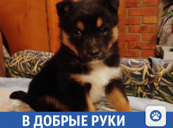 Красавица Мэгги ищет дом в Волжском