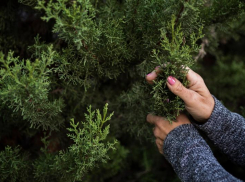 Не пропустите распродажу туй высотой 2,5-5 метров 